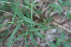 Oplismenus compositus